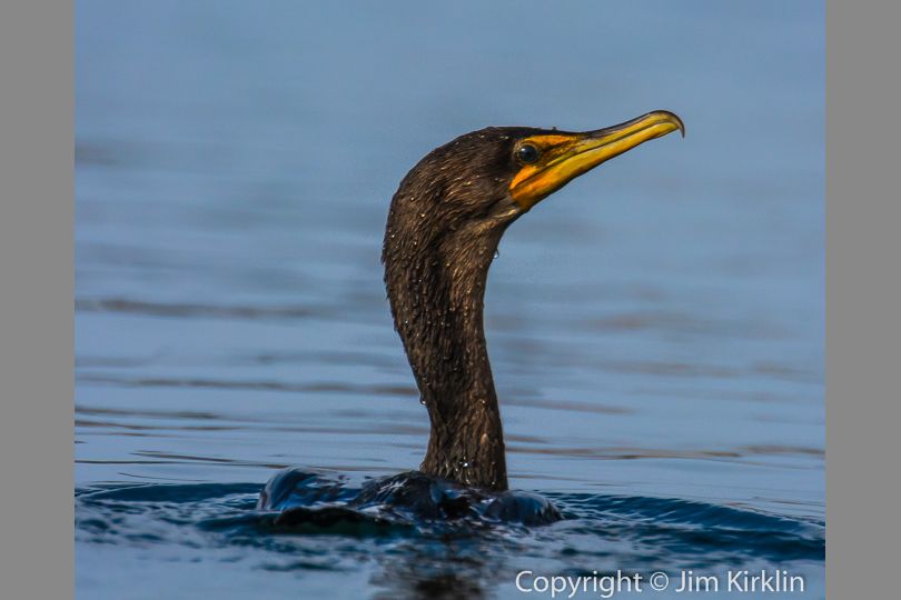 Surfacing Cormorant